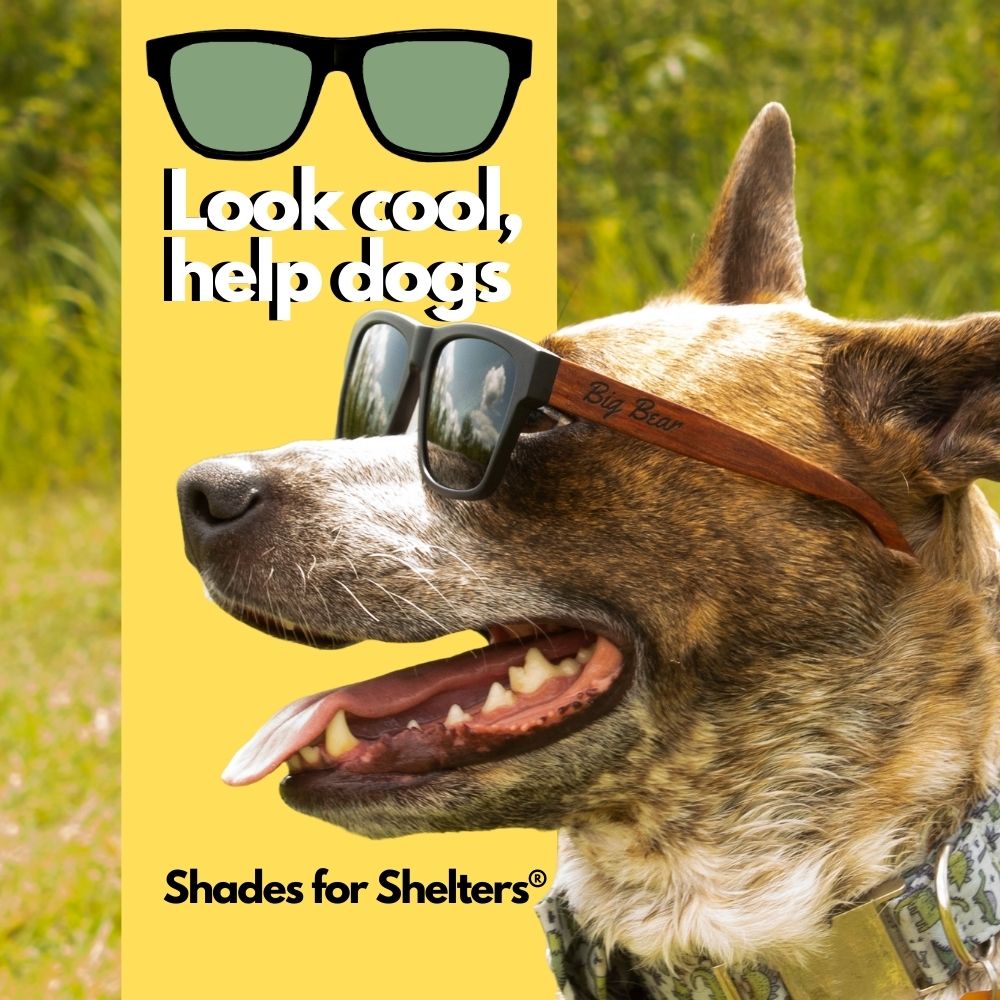 Look cool, help dogs. Shades for Shelters
