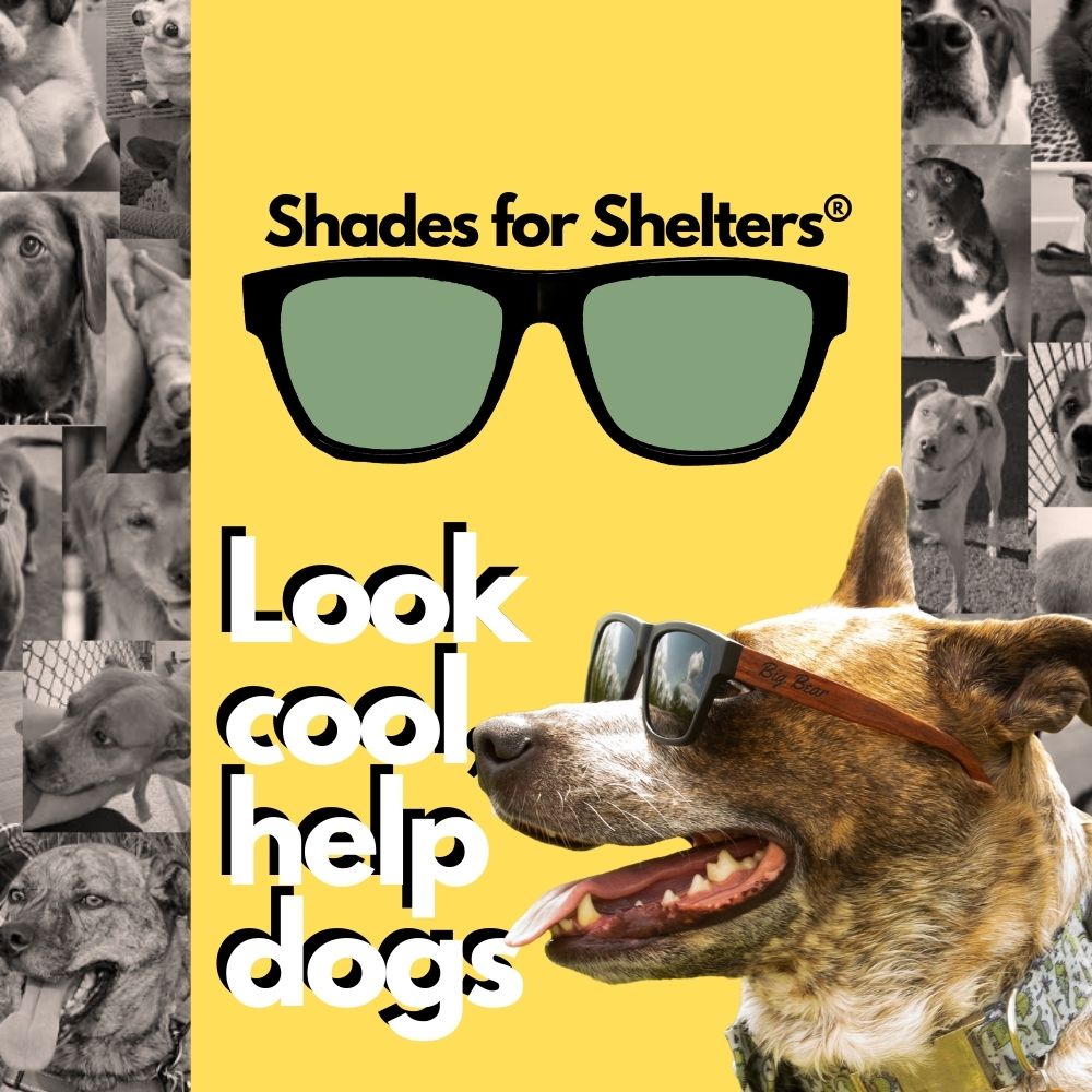 Shades for Shelters dog logo, look cool help dogs